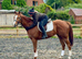 Super smart RoR Tb gelding