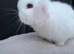 Baby girl mini lop