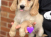 Cockapoo puppies
