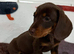 Stunning litter smooth haired mins