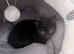 Female Kitten for sale Cleo