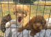 Toy poodls