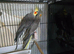 Lovely & Tame Proven Pair of Grey Cockatiels (Closed Ringed 2024)