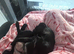 KC reg pug puppies