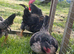 2x Trio of Furnace Old English Game bantams