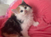 Maine Coon x Ragdoll Cross Long haired Ready 26th June