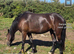 Princess pearl 3 1/2 year old welsh cob 13HH