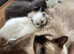 Ragdoll kittens born 10/07/26