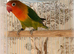 DNA’d Females lovebirds for sale.