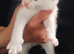 Gorgeous Kittens available soon!