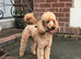 Beautiful Red Toy Poodle Male Available