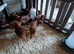 Hi brid Goldline female pullets