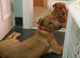 For Sale 4 month old mix female breed £300