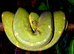 Designer Blue Green Tree Python Male CB24