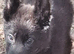 2 gorgeous german shepherds for sale