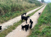 Border Collie Puppies