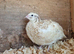 4x Beautiful Corturnix Hens