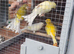 5 canaries for sale