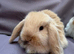 Lovely soft fluffy friendly mini lops
