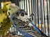 Helicopter budgie pair