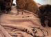 Ragdoll cross babies ready 20/8