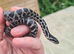 Four-line Snake for sale