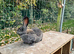 Continental Giant babies
