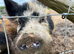 3 Kune kune X Juliana boars