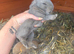 4 x Beautiful Continental Giant × French Lop Babies