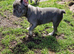 French bulldog boy