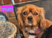 4 beautiful king Charles Cavalier spaniels looking for forever homes