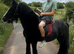 5 year old gelding, 12.3 cob
