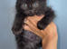 Maine coon kittens