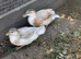 Young pair of call ducks