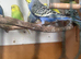 Lovely rainbow male budgie