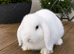Minilop bunnies
