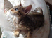 Tabby oriental