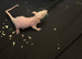 Double Rex male rats 4 albinos