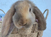 Giant pure bred French lop rabbits will be huge bunnies