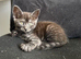 1 kitten