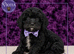 Cavapoo Puppies Individually DNA Health Tested & CLEAR