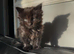 Scottish folds and Scottish Straight for sale