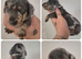 PRA CLEAR MINIATURE DACHSHUND PUPPIES