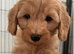 Australian Labradoodle Puppie For Sale