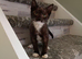 Kittens for sale