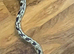 Male kingsnake