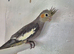 Semi tame young cockatiels