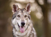 Northern Inuit puppies