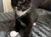 Kittens for sale