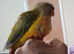 Pinapple conure hand tame